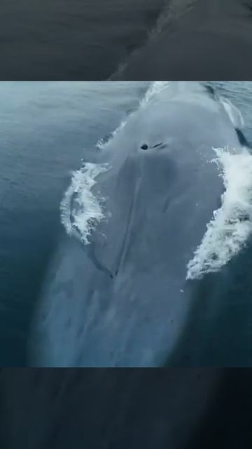 ГИГАНТ #Shorts смотреть онлайн