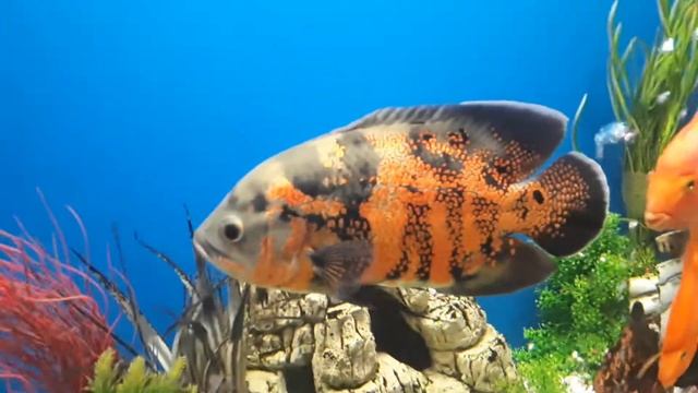 Аквариум с големи риби смотреть онлайн