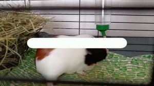 МОИ МОРСКИЕ СВИНКИ | ПЕРВОЕ ВИДЕО ПРО МОРСКИХ СВИНОК!