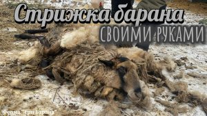 Стрижка барана своими руками .Сами взяли и постригли за два часа .