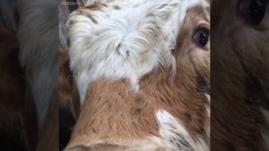 Телёнок так испуган на скотобойне, что плачет