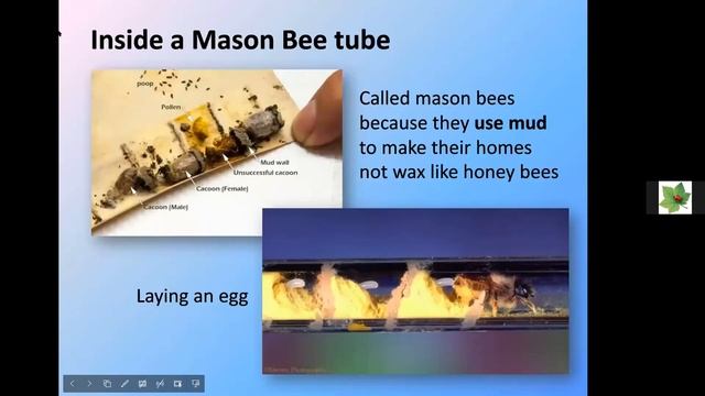 Attracting Pollinators to Your Garden - Natural Yard Care Workshop 4/28/21 смотреть онлайн