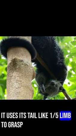 Binturong  Bear Cat of Southeast Asia