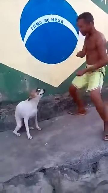 Собака танцует я ржал до слез смотреть онлайн