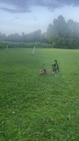 JJ dog at it again.... leash training another small dog at the park Pet's owner is shocked.  #short