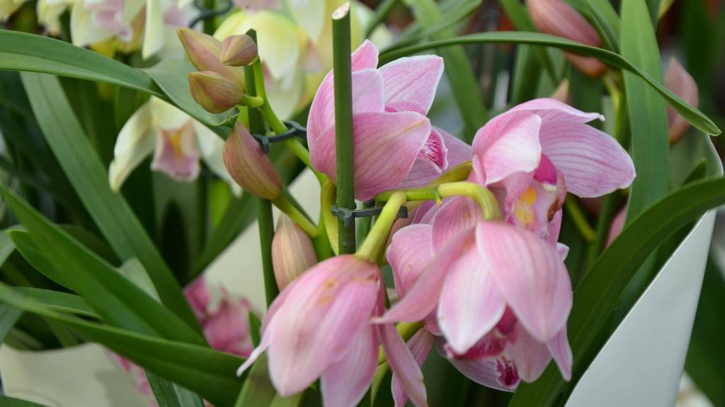 Новые комнатные растения