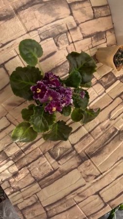 Фиалка АВ Красный Бриллиант #фиалкацветёт #цветы  #flowers #violet #фиалка