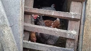 загнал уток и кур в сарай