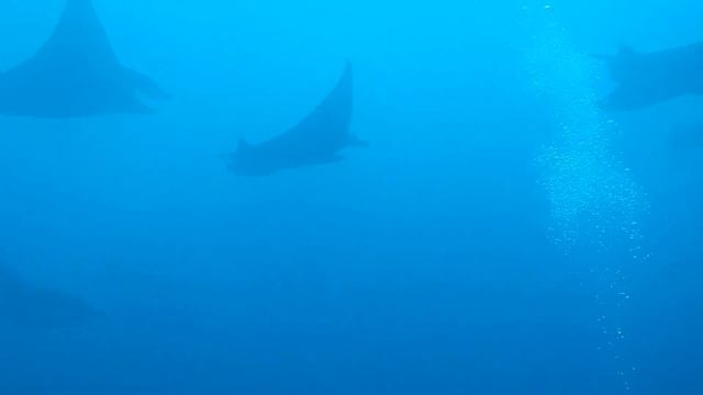 manta point bali / best dive site / dive trip / dive.dictive