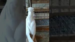 Голуби немецкие выставочные Россия Москва т.8 916 542 30 93