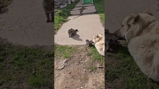 ЧЕПУСИК ЗАСКУЧАЛ БЕЗ СВОЕЙ СЕМЬИ И ЕГО ДУША ВЕРНУЛАСЬ К НАМ 🎉❤️🎉❤️😻 #kittenanddog смотреть онлайн