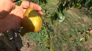 Груша БЕРЕ ГАРДИ (ГЕЛЛЕРТ) /старинный французский сорт