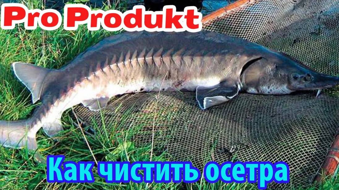 Как чистить осетра