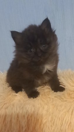 Маняша ( сибирский котенок)