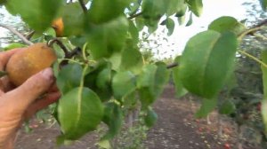 Отличная зимняя груша для интенсивного сада - сорт ЮТА