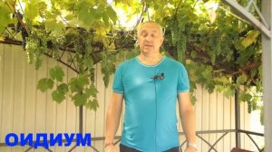 Летние болезни виноградника: эффективные способы защиты.