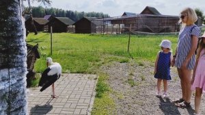 Это тот самый аист, который приносит детей?