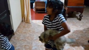 kitten playing with maya | tara play with kitten at friends house