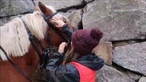 J'ai enfin trouvé UN MORS et UN FILET pour mon cheval de trait