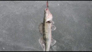 Судаки и блёсны. Зимняя рыбалка на маныче . Скромные фото зарисовки. Юрий Философ и Быков Николай.