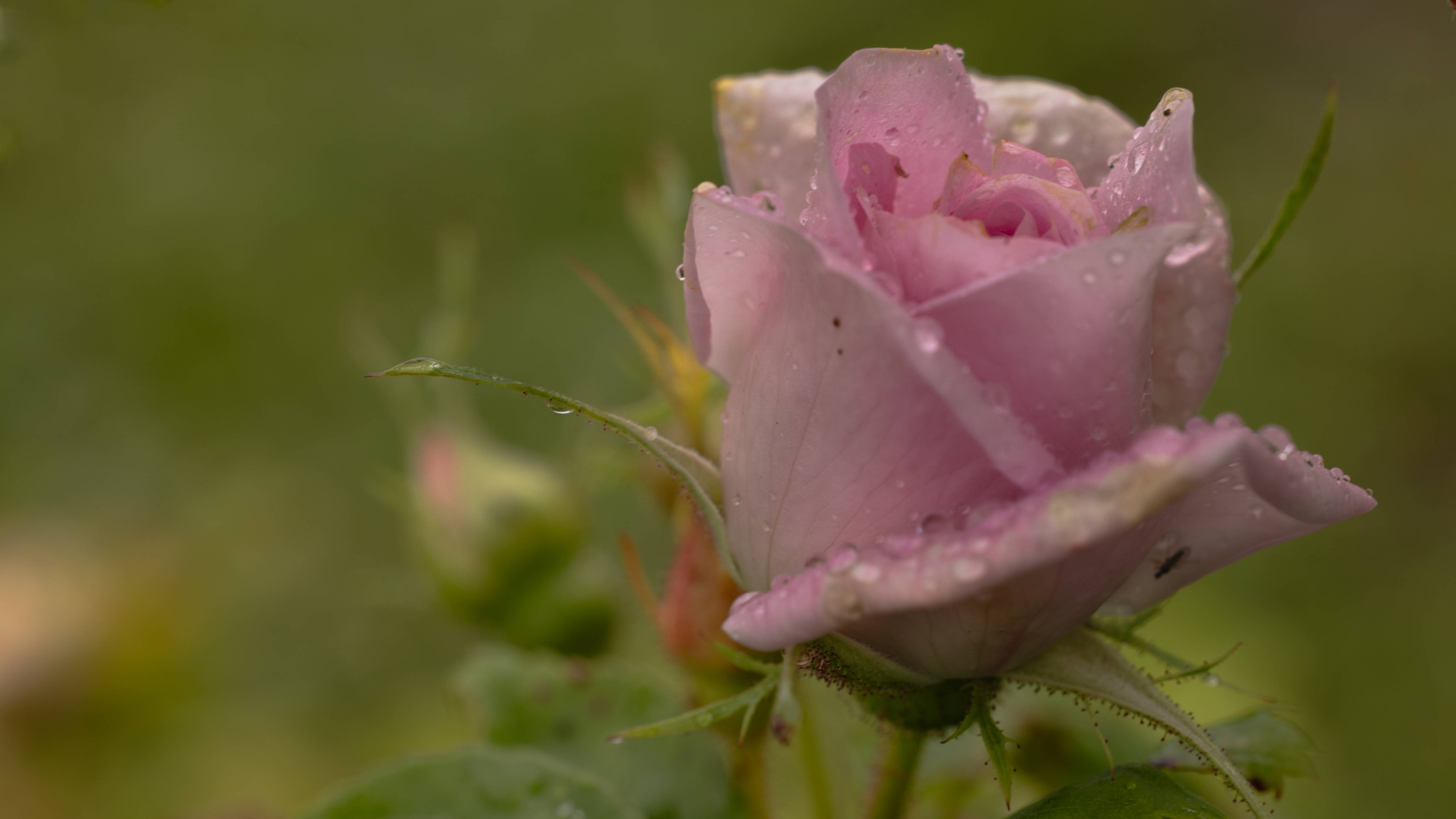 Весенние-Свадьбы-Животных смотреть онлайн