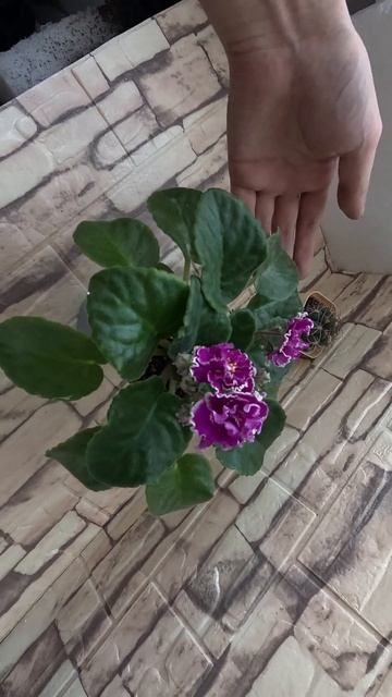 Фиалка АВ Махровая Петуния #цветы #фиалкацветёт #flowers #фиалка