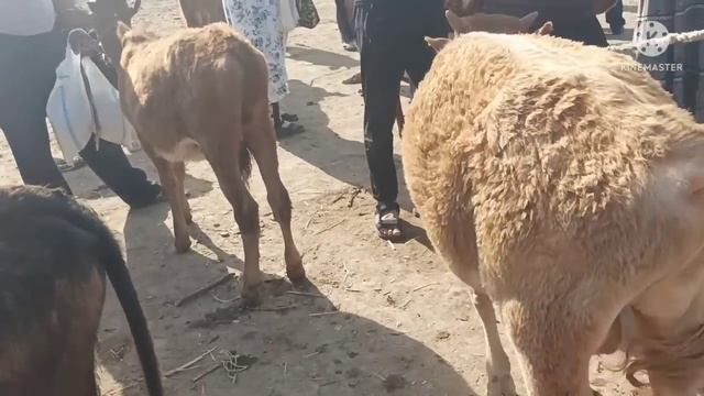 Шымбай мал базар 26.06.2022 Shimbay mal bazar. Скотный рынок. мал базар 2022