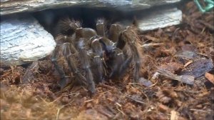 Goliath birdeater (Theraphosa blondi), the largest spider species in the world, feeding