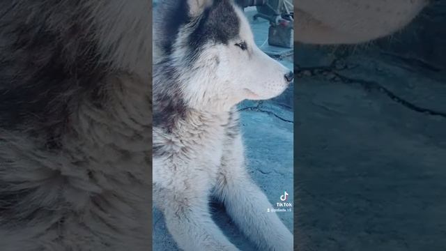 хаски голубые глазки