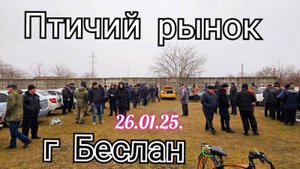 Голуби цены Птичий рынок г Беслан