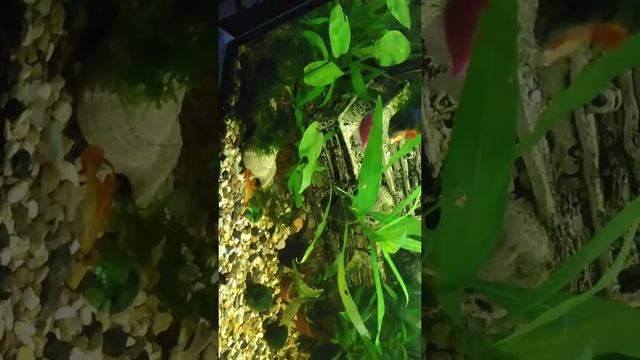 Мой аквариум, 300 литров, немного новых растений, смотреть онлайн