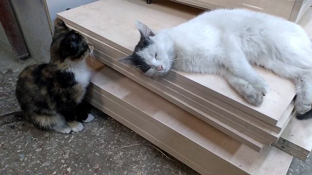 Всегда позитивный кот.Добрые игривые домашние питомцы смотреть онлайн