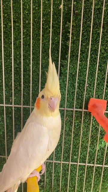 Worlds most Lovely Bird #cutepets #viral #shorts #beautiful #talkingparrot #parrots #cockatiel