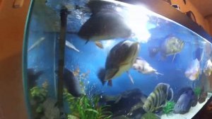 Цихлы Оцеллярис Peacock BASS