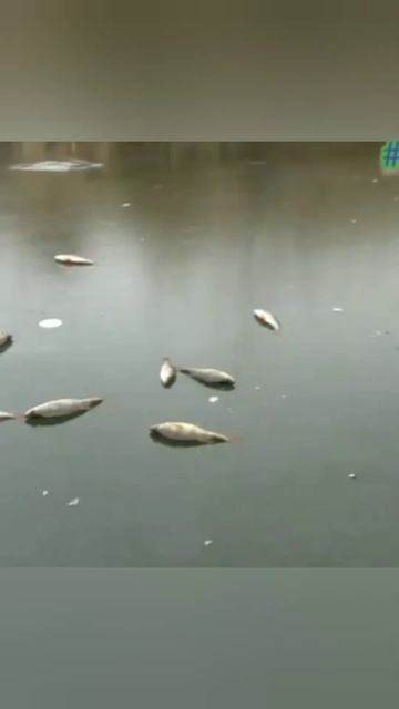 Батя уже наловил рыбы🐟🐟 а я только ищу её😁#первыйлед #окуньнамормышку #рыбалкапопервомульду #shorts