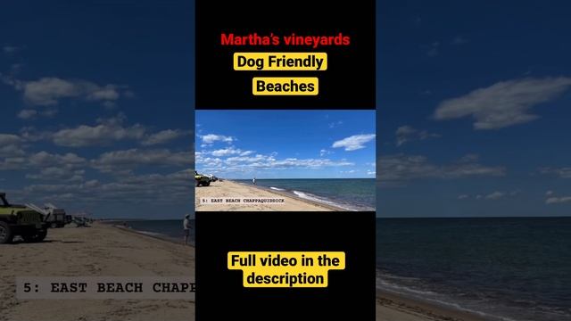 Martha’s Vineyard Dog friendly beaches that you must visit смотреть онлайн