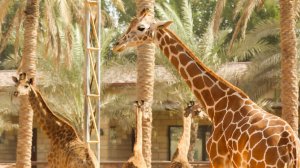 Emirates park zoo ЗООПАРК в Абу Даби