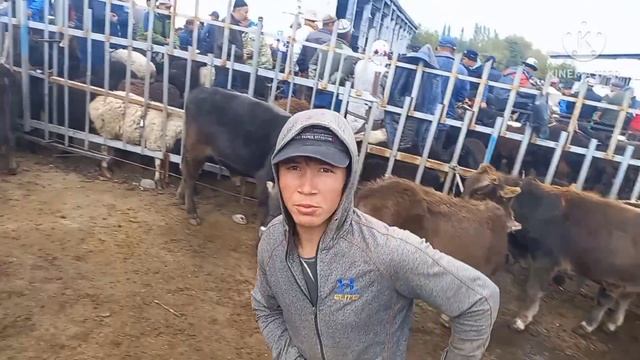 ОЗГОН мал базары ЭЧ МЫНДАЙ БОЛГОН ЭМЕС БАЗАР ОРТОНУБ 🔥😱  КЕТИ #малбазар#озгон#кыргызтажик#базар#ош