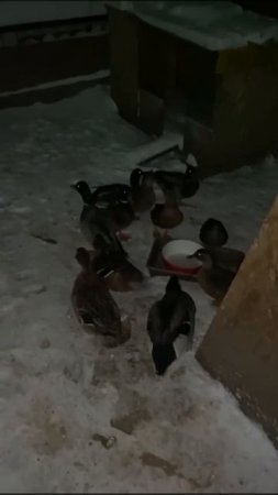 закалённые подсадные