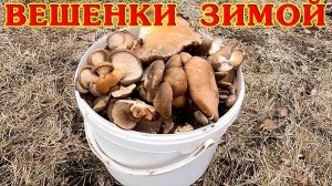 ГРИБЫ ВЕШЕНКИ ЗИМОЙ! 1 ведро за 60 минут!
