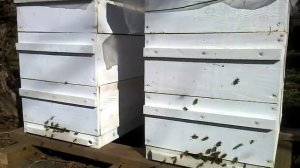 Многокорпусный 8-рамочный на 145 рамку