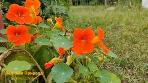 Все про Деревню | Жизнь в деревне, Лето в деревне, Природа Деревни, Звуки деревни