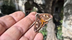 Saturnia pavonia, 26 02 2024