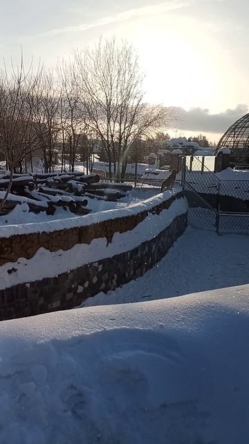 Волки воют. 
Зоопарк г. Ижевска.
