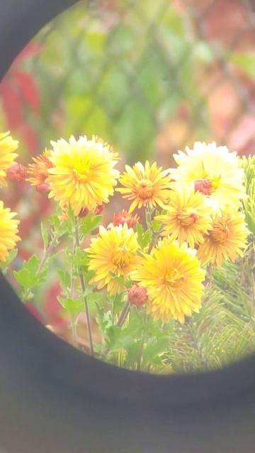 ЗРТ -457.60. Зрительная труба. Дистанция 20м.