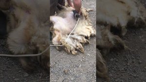 Стрижка овец