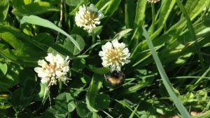 Cuckoo Bumblebee sp.