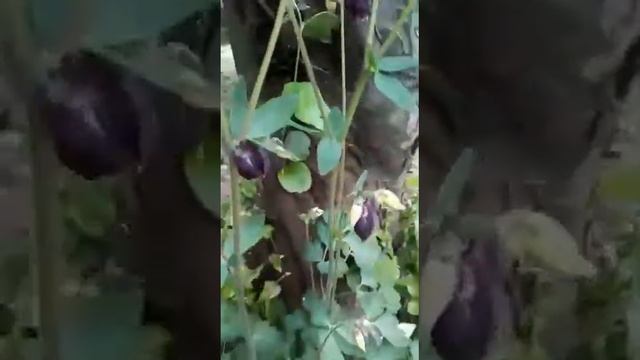 Цветы под деревом смотреть онлайн