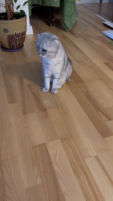 #котикиправятмиром #шерри #мимишность #прикол #шортс #cats #котики #милота #youtubeshorts #красота