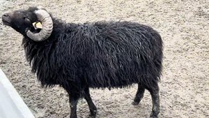 Почему карликовые овцы Уэссан - лучший выбор для пастбища